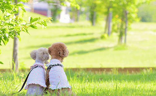 1室2頭まで同伴可能。愛犬の宿泊料金無料で気軽に温泉旅行を楽しめる