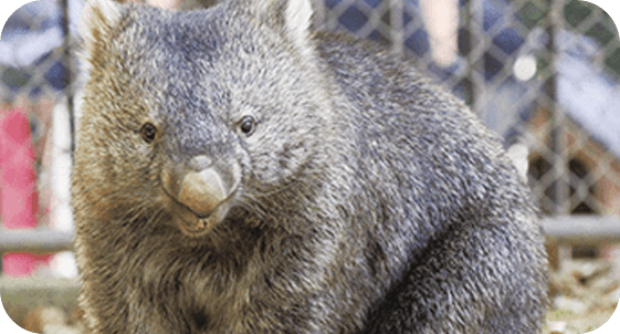 珍しい動物たちがいる五月山公園。家族で楽しめる大阪の観光スポット【不死王閣】